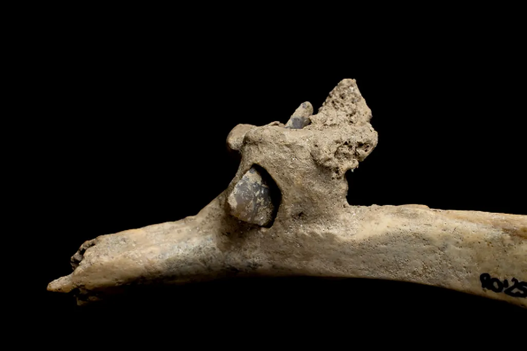 Flint arrowhead embedded in a human rib, found at the Roc de les Orenetes site in northeastern Spain