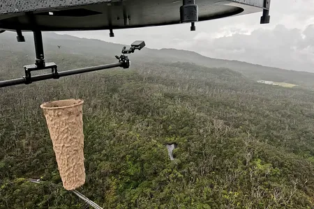 The mosquitos are dropped from drones inside small, cylindrical, biodegradable containers.
