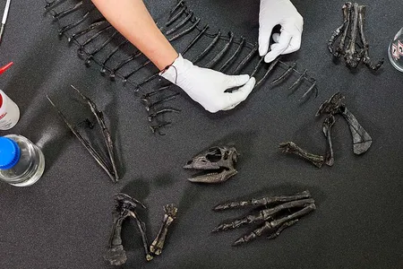 E. mollyborthwickae&nbsp;is now on display at London&#39;s Natural History Museum.