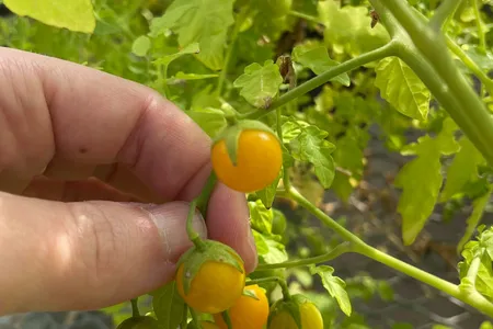 Scientists are investigating the production of ancestral alkaloids by tomatoes in the&nbsp;Gal&aacute;pagos Islands.