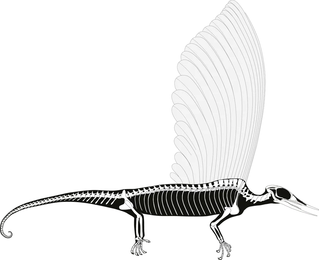 Pic 6 - Skeletal reconstruction Mirasaura